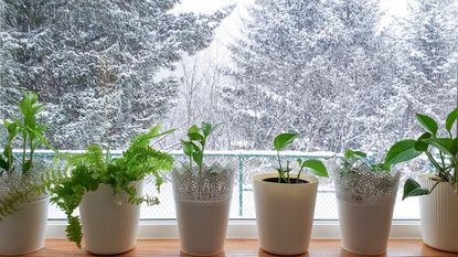 Six houseplants on a windowsill in front of a snowy landscape