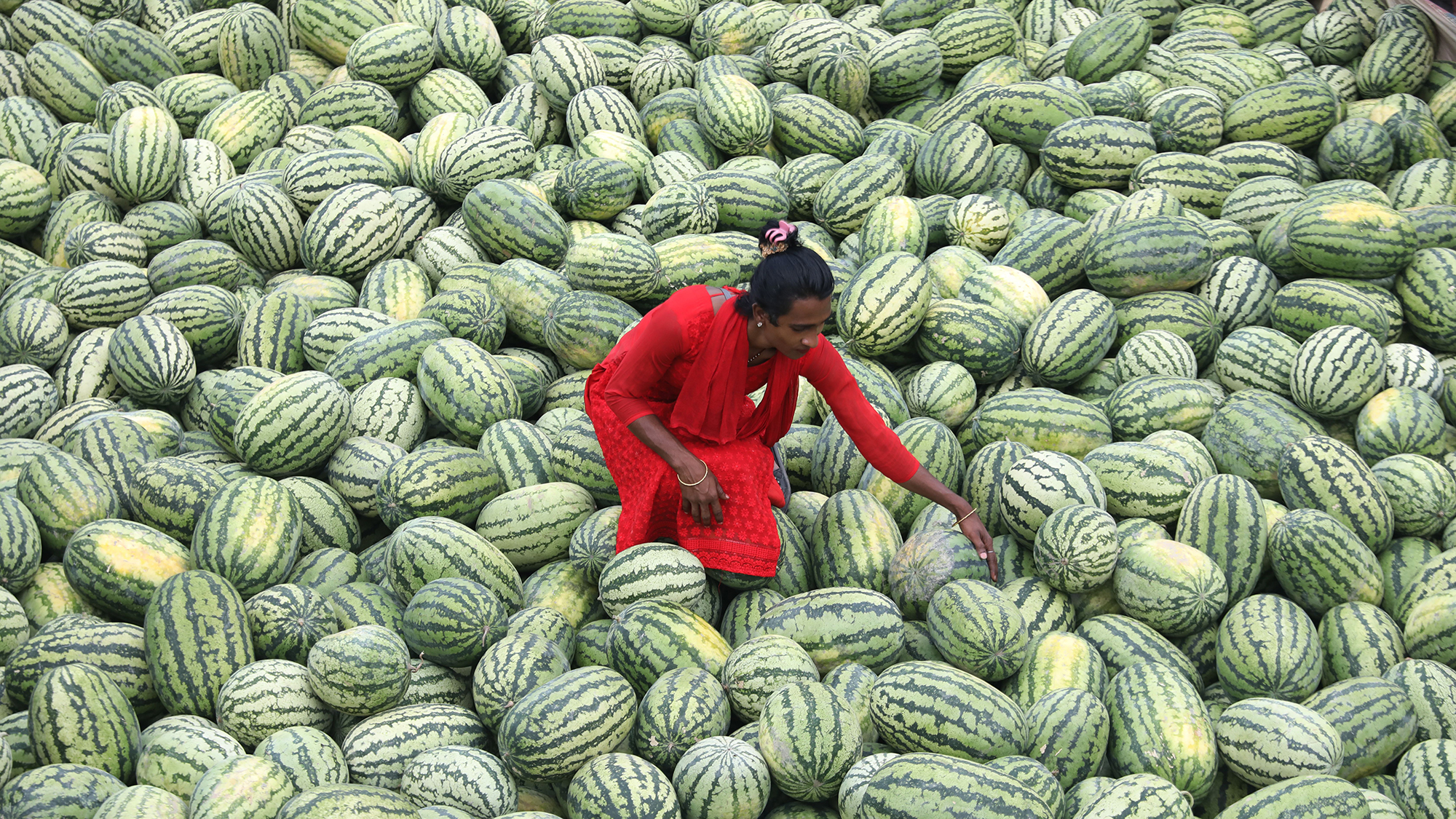 A worker unloads watermelons at Sadarghat wharf after a bumper harvest, in Dhaka, Bangladesh