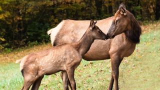 Cow elk and calf in field touching noses