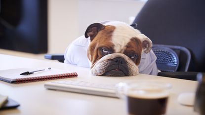 English bulldog slumped over a desk looking sad 