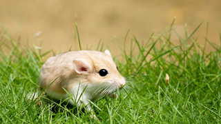 Hamster on grass