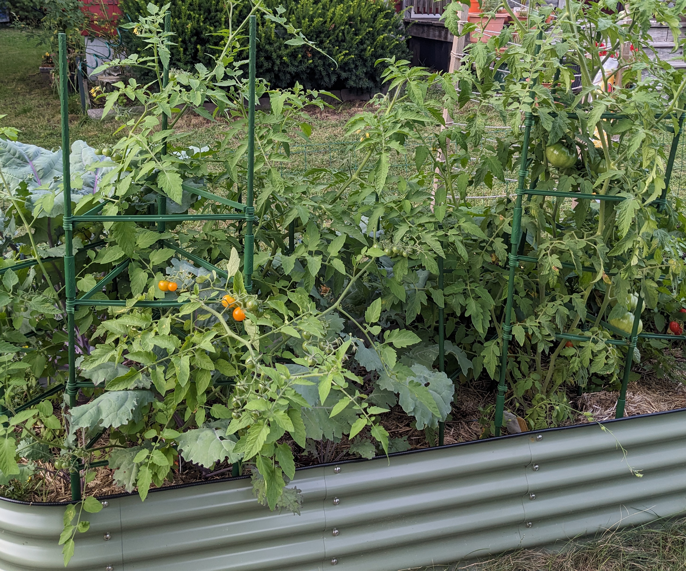 A raised bed full of tomato plants in tomato cages