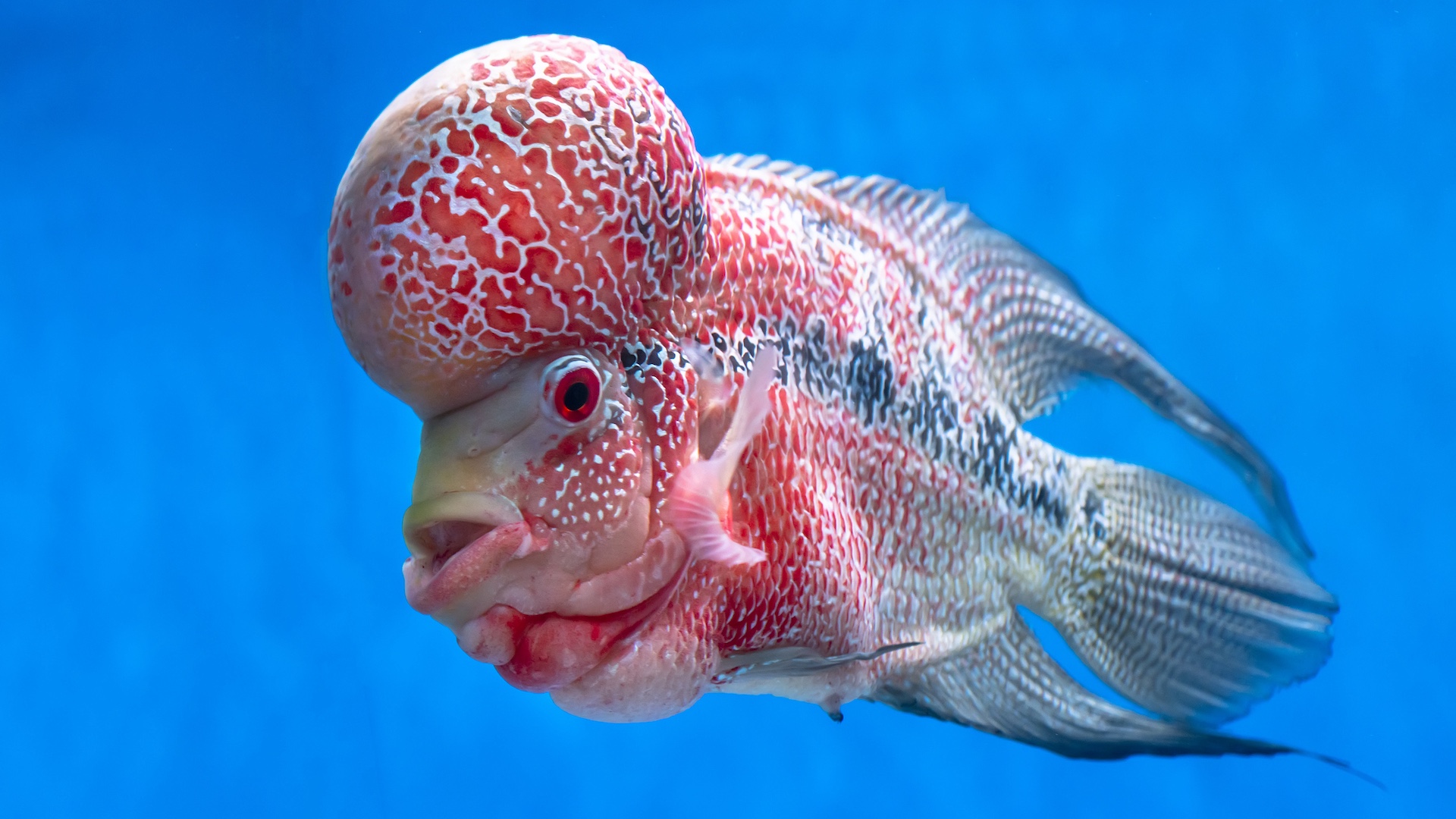 Flowerhorn cichlid
