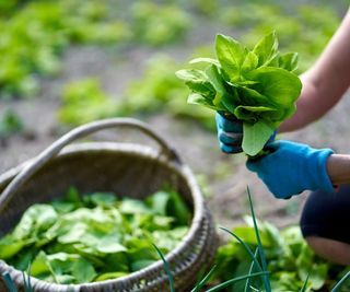 A gardener harvesting orach by hand