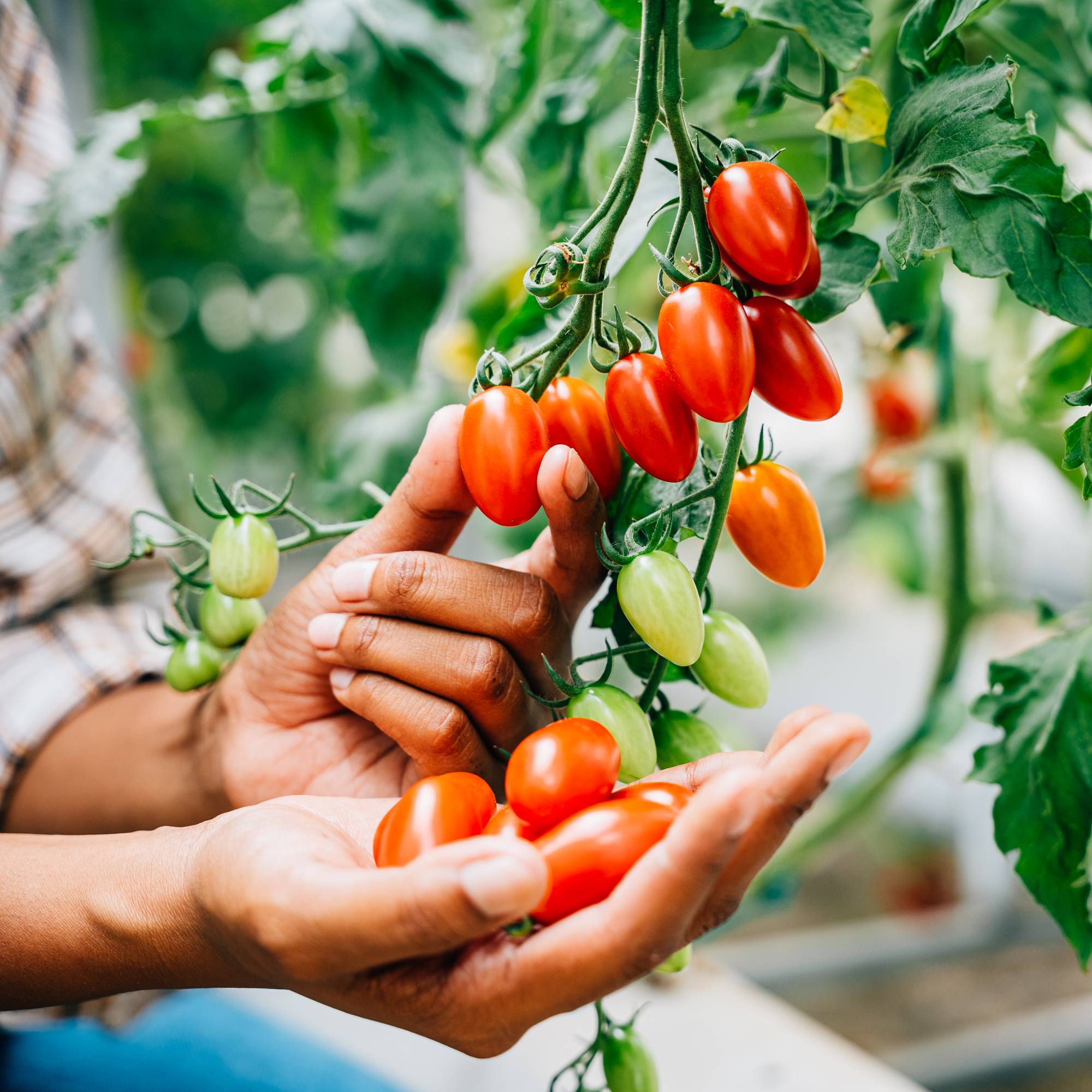 Woman harvesting cherry tomatoes