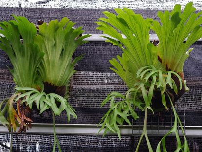 Two clusters of staghorn ferns mounted on a wall