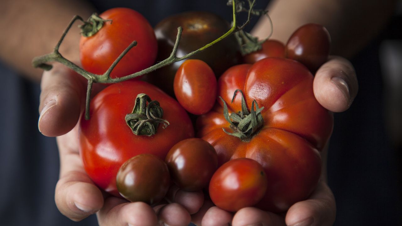 Hands holding heirloom tomatoes