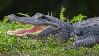 Alligator at Florida Everglades National Park