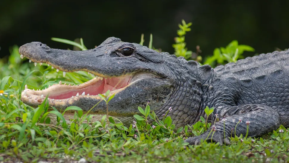 Clueless everglades hikers make children pose for photo with alligator