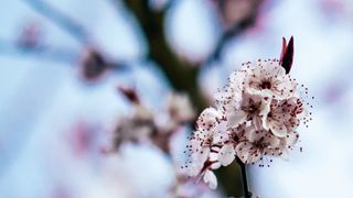 Image of flowers taken with shallow depth of field