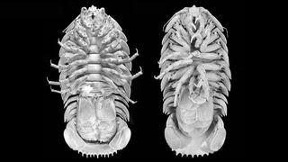 Scientists compared the Bathynomus raksasa specimen (left) to a closely related supergiant isopod, B. giganteus (right) .