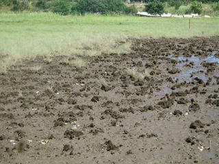 Muddy ground with grass on the edge