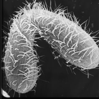 Single-cell Tetrahymena mate