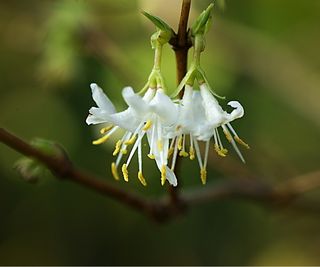 Winter honeysuckle