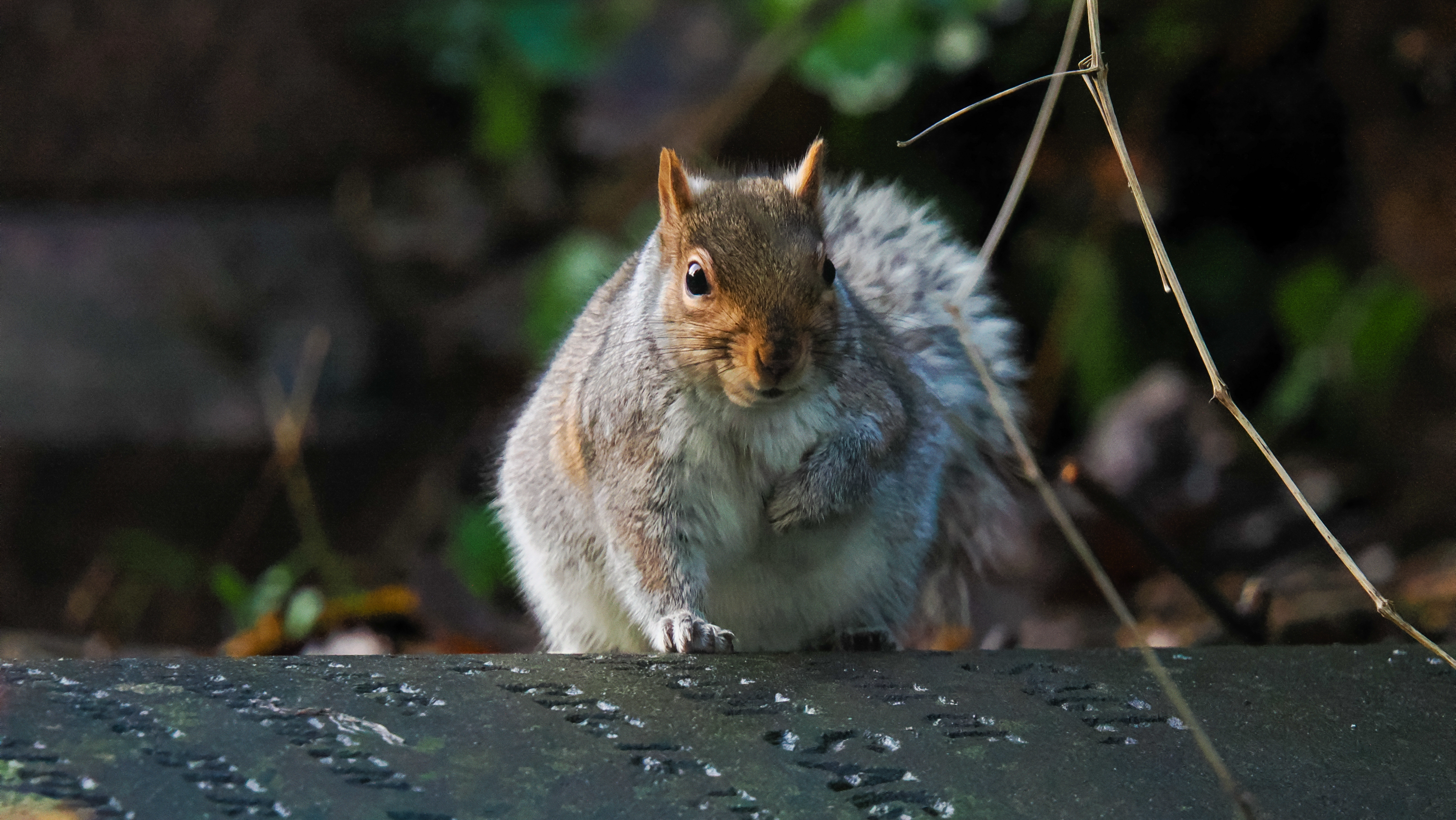 A photo taken on an OM System OM-1 Mark II Micro Four Thirds mirrorless camera