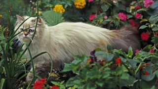 Persian cat with very long hair in flower bed