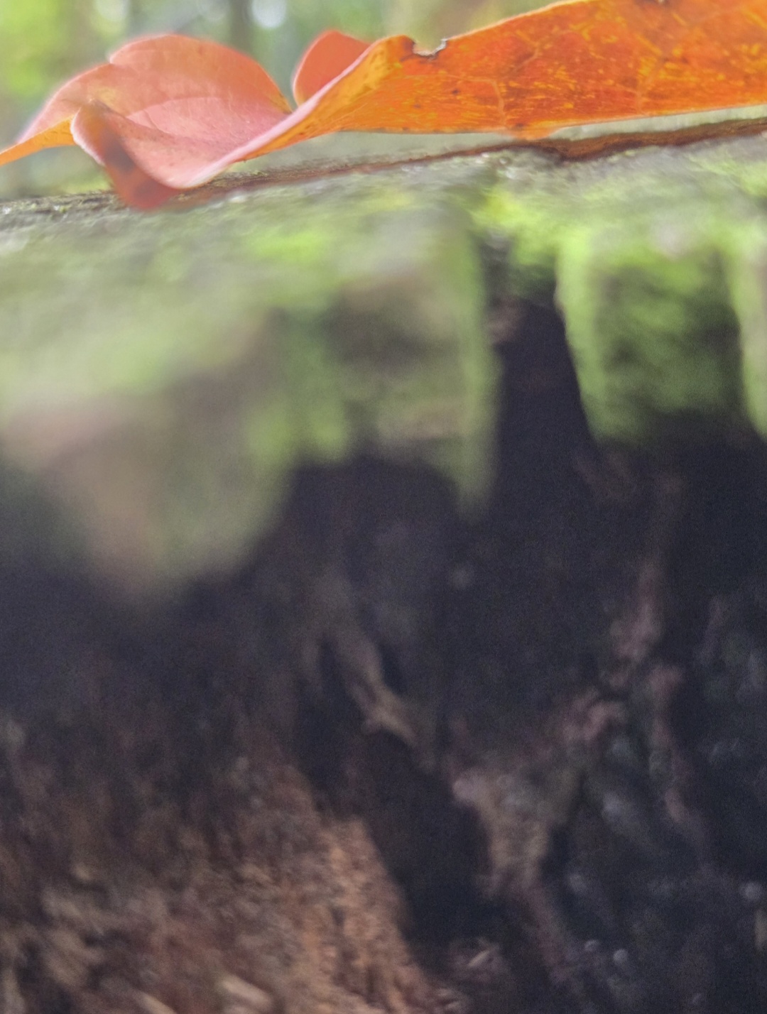 GuruShots - Nature&rsquo;s Masterpiece 2026