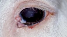 SCC-palpebral-334.jpg