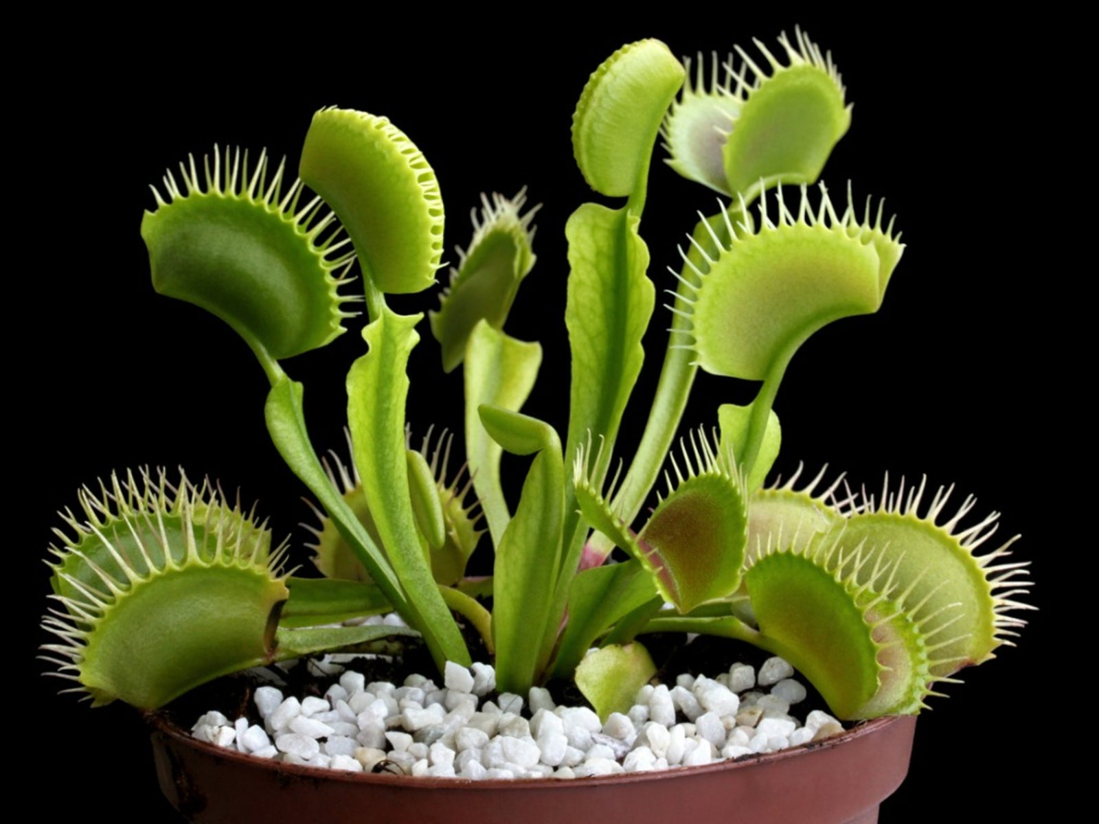 How to Grow and Care for a Venus Flytrap