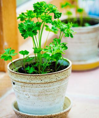 Parsley growing in gray ceramic pot on windowsill