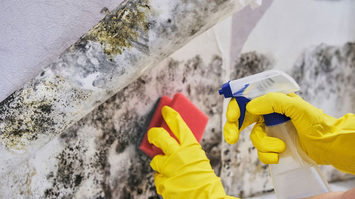 Mould removal The best ways to get rid of mould for good Homebuilding