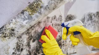 removing mould from wall with spray bottle and sponge
