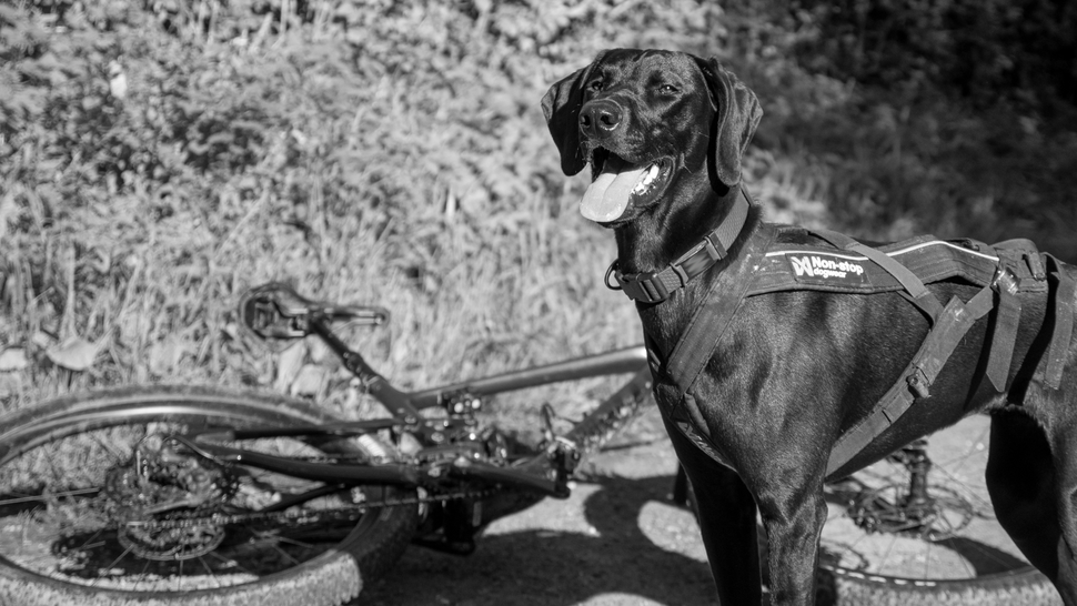 What is bikejoring? The sport every dogloving cyclist needs to know