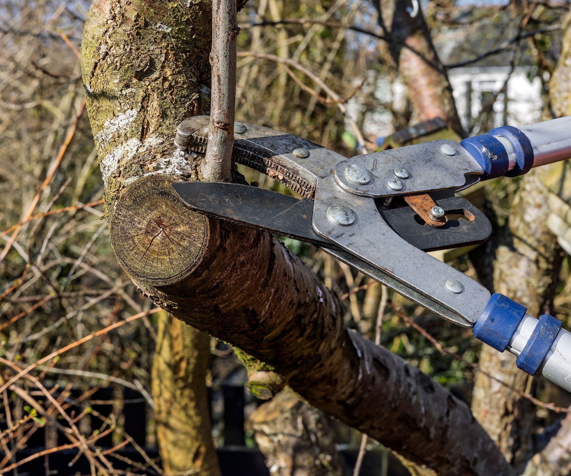 pruning water sprout with blue and silver loppers