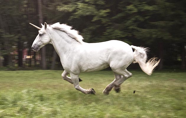 One-of-40-unicorns-reintroduced-to-the-Isle-of-Wight-by-People%E2%80%99s-Trust-for-Endangered-Species.-Credit-Rob-Boudon.jpg