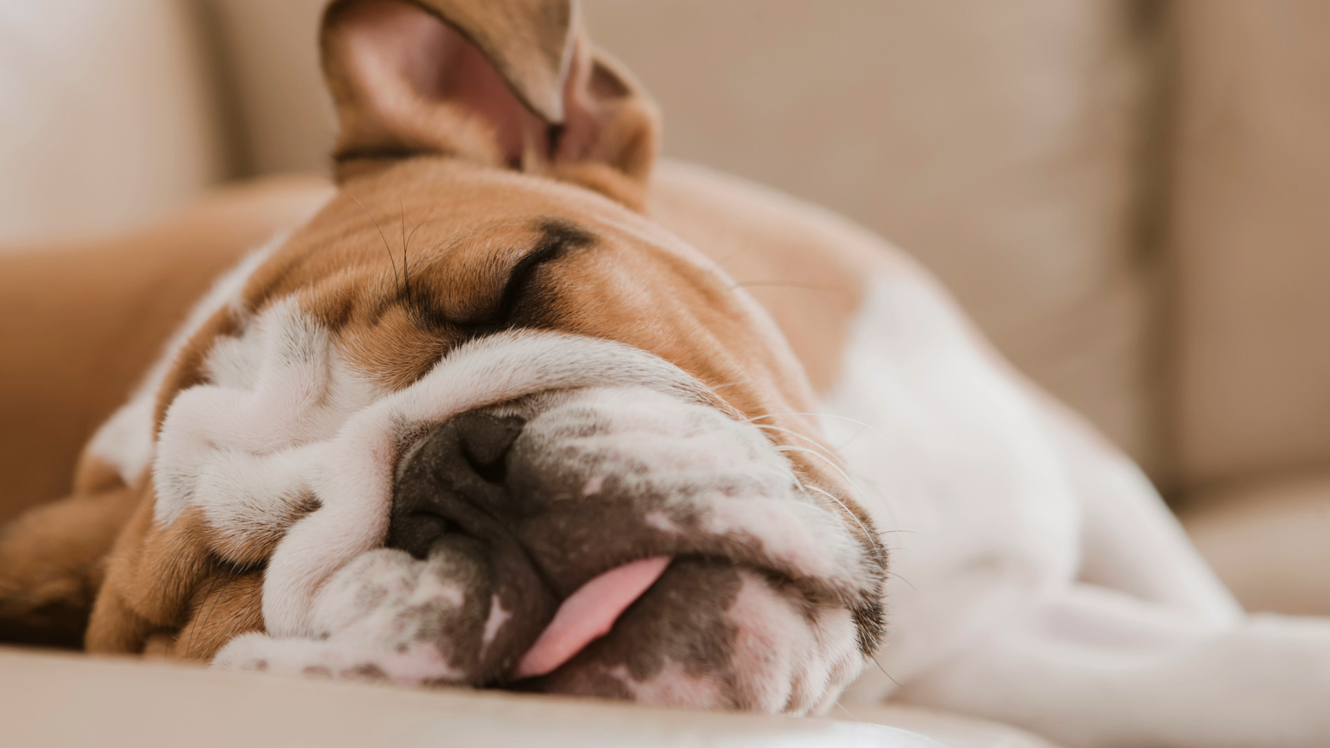 dog sleeping on couch with tongue out
