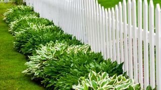 wavy topped white picket fence with hostas