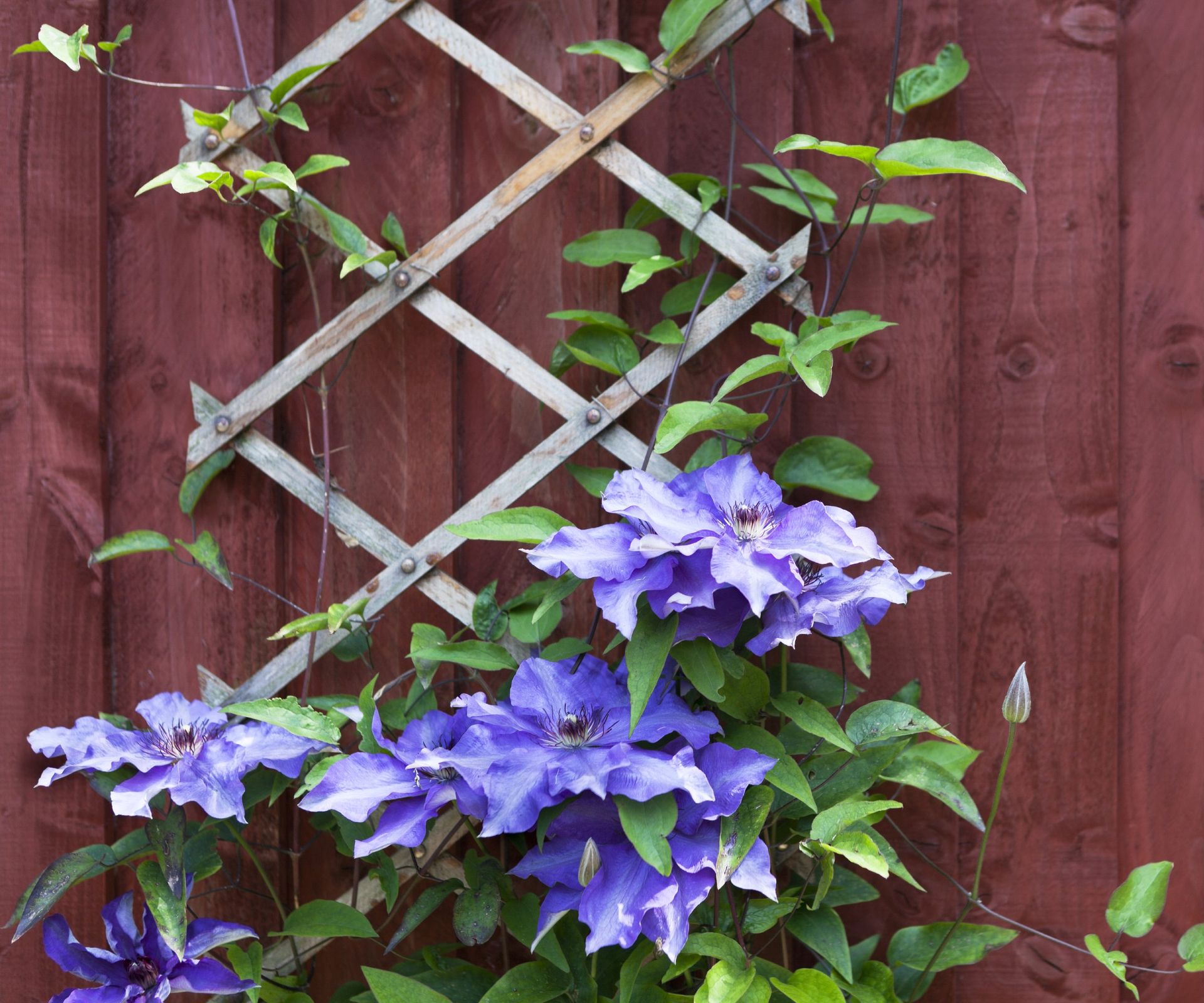 Blue clematis climbing a trellis against a red wall