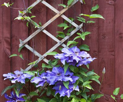 Clematis Care: How To Grow Clematis | Gardening Know How