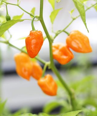 Orange Chillies Habanero Burkina Yellow