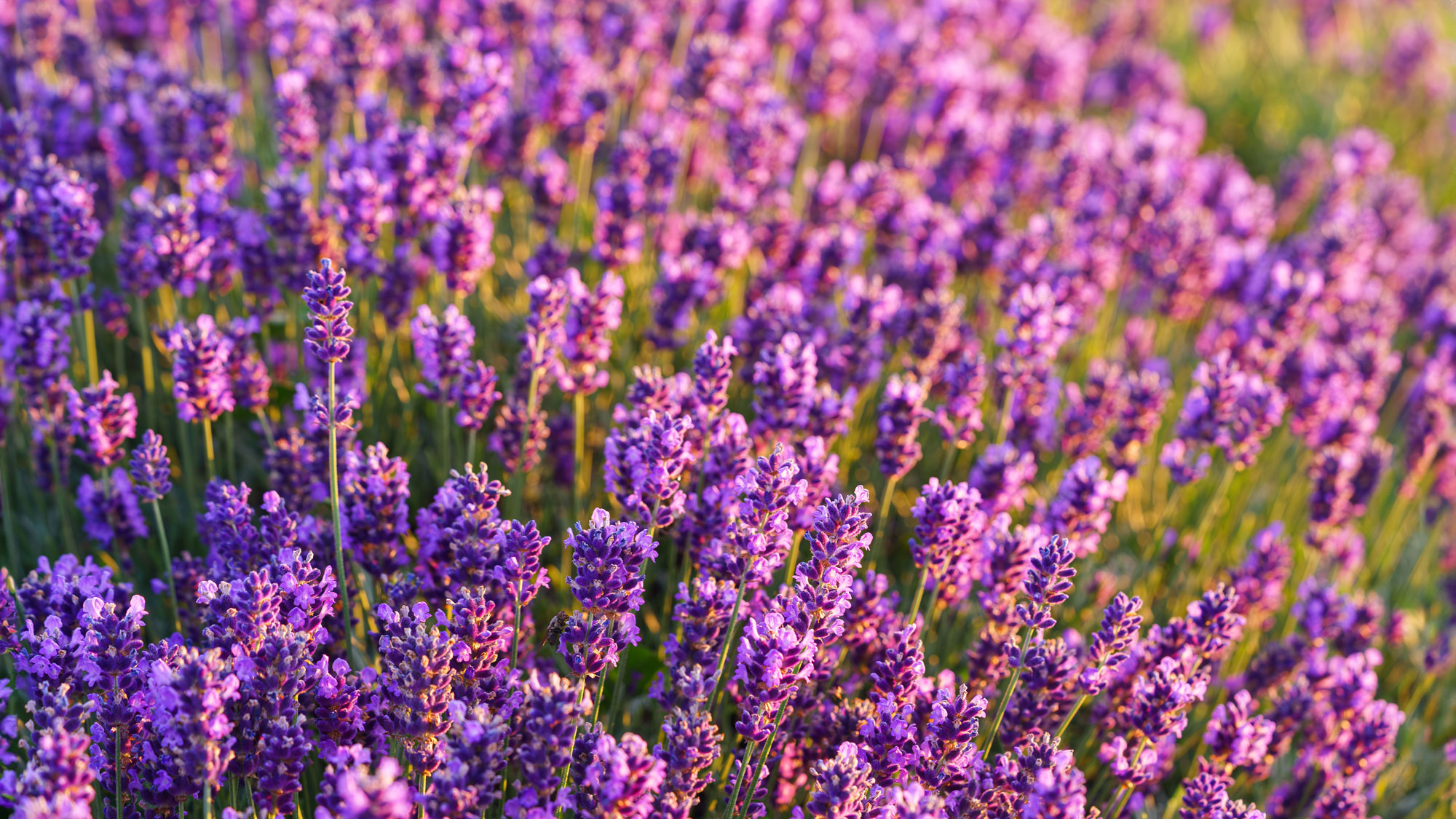purple lavender flowers in garden with golden sunlight