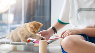 Small domestic shorthair playing with child