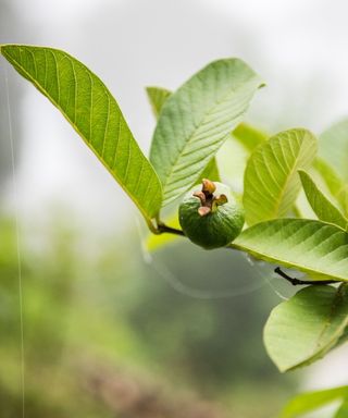 Young green fruits growing on the branch of a guava tree