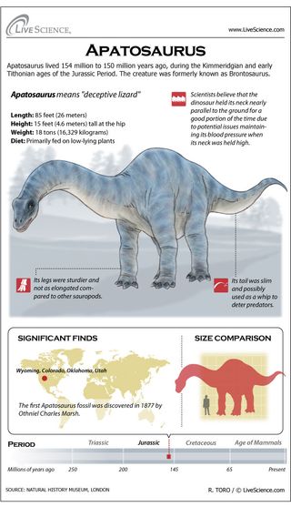 Learn about the Jurassic-era plant eating dinosaur Apatosaurus.