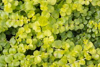 Green moneywort also known as creeping Jenny