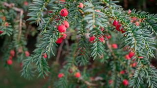 picture of yew branches with toxic berries