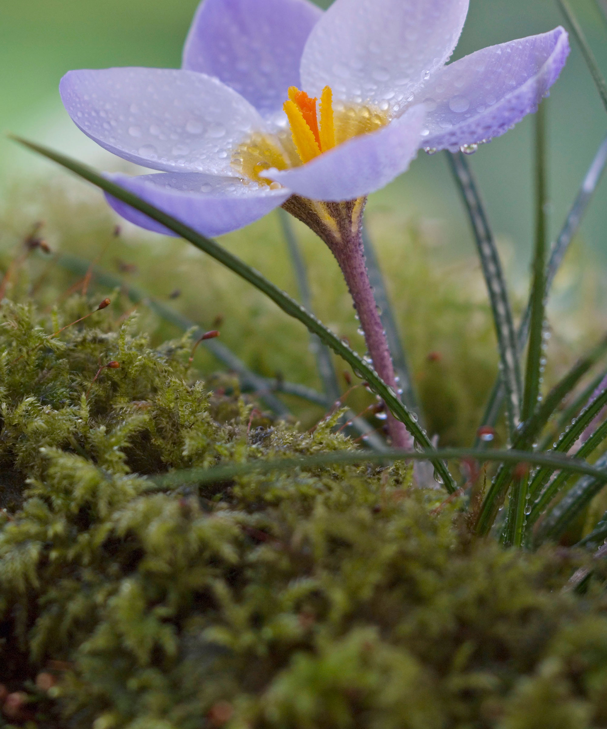 An example of Japanese garden ideas showing a close-up shot of a purple flower