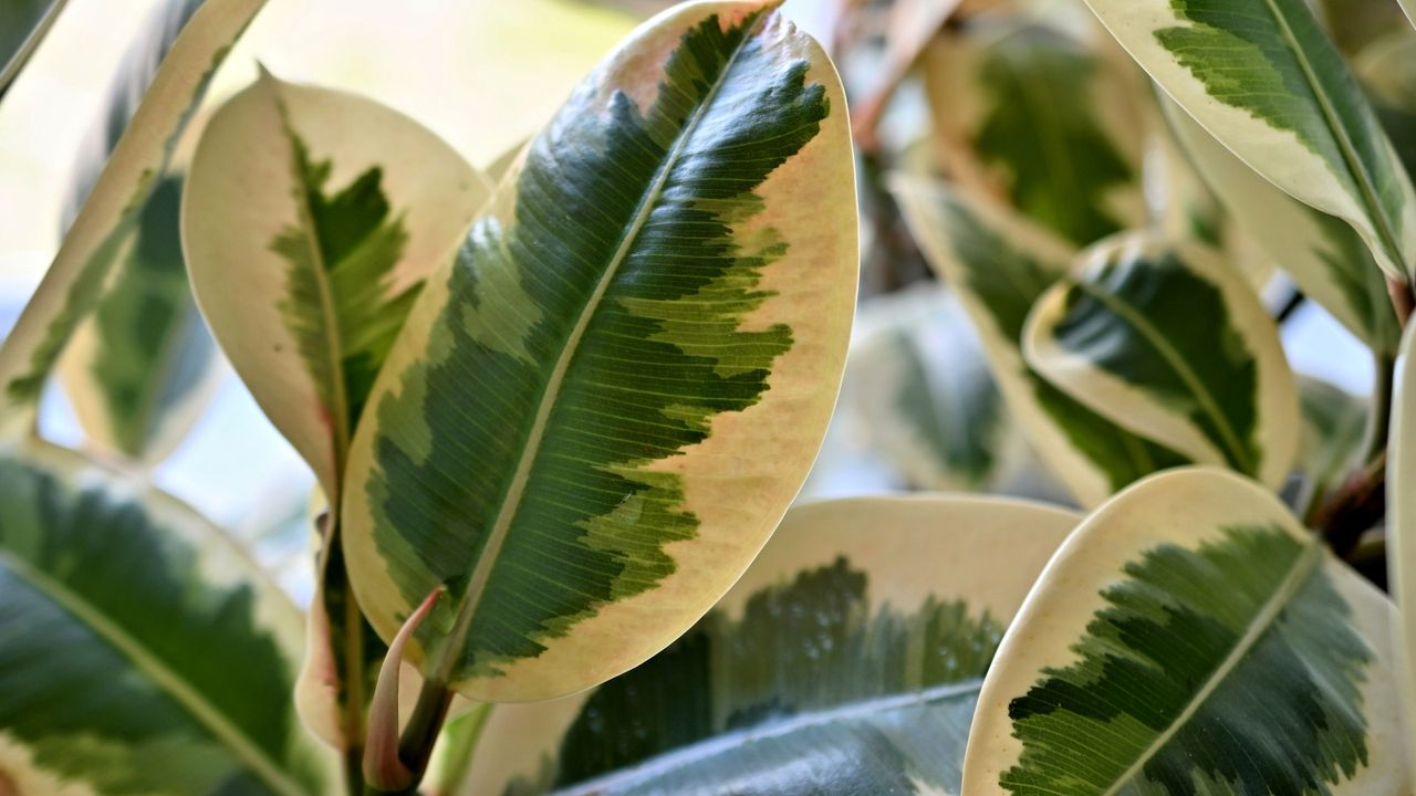 variegated rubber plant dropping leaves