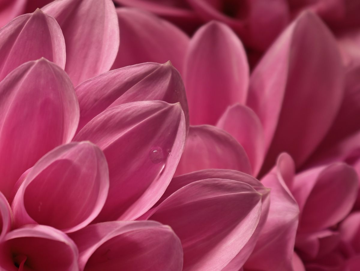 A 10x macro shot of a flower taken from the Honor Magic 8 Pro