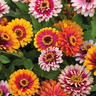 Multi-colored zinnia blooms