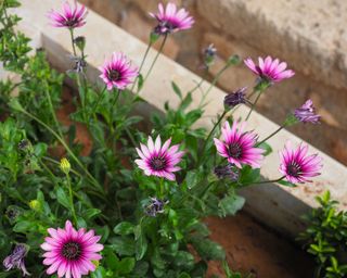 Osteospermum fruticosum, also called African daisy, daisy bush or African moon a shrubby, semi succulent herbaceous flowering plant. 