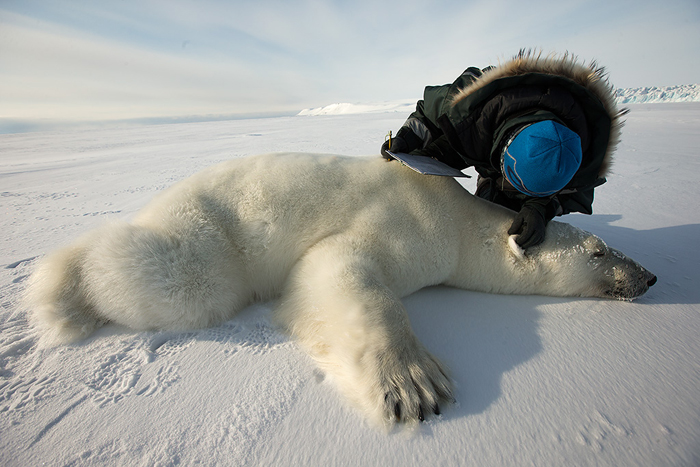 A researcher fits a sedated polar bear with an ear tag. The Norwegian Polar Institute is pioneering work using geo-location ear tags that may help determine when bears go into dens.