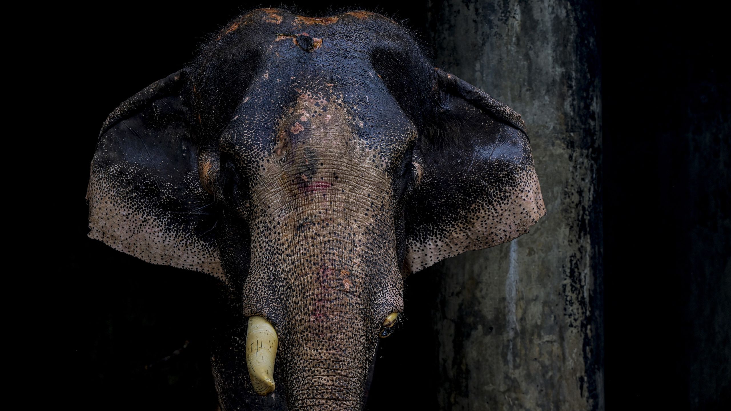Elephant Rescue Highlights Photography's Emotional Impact