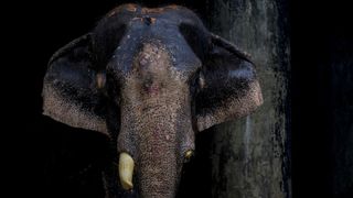 Rescue of Badsha Bahadur, a circus elephant, was transferred to the Bangladesh National Zoo in Mirpur after a video showing his deteriorating health circulated on social media. The elephant is now undergoing treatment and remains under close observation by veterinary specialists in Dhaka, Bangladesh, on 15 July 2026. Badsha Bahadur, the 55-year-old circus elephant, marks a welcome step towards better wildlife welfare. After a video showing his deteriorating health circulated on social media, authorities rescued him from Naogaon. She is expected to receive veterinary care, proper nutrition, and much-needed rest. According to officials, the elephant had an injured leg, a broken tusk with an infection, and an owner who could no longer afford the cost of his treatment and upkeep. (Photo by Zabed Hasnain Chowdhury/NurPhoto via Getty Images)