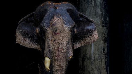 Rescue of Badsha Bahadur, a circus elephant, was transferred to the Bangladesh National Zoo in Mirpur after a video showing his deteriorating health circulated on social media. The elephant is now undergoing treatment and remains under close observation by veterinary specialists in Dhaka, Bangladesh, on 15 July 2026. Badsha Bahadur, the 55-year-old circus elephant, marks a welcome step towards better wildlife welfare. After a video showing his deteriorating health circulated on social media, authorities rescued him from Naogaon. She is expected to receive veterinary care, proper nutrition, and much-needed rest. According to officials, the elephant had an injured leg, a broken tusk with an infection, and an owner who could no longer afford the cost of his treatment and upkeep. (Photo by Zabed Hasnain Chowdhury/NurPhoto via Getty Images)