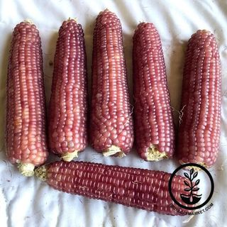 Corn Seeds - Popcorn - Neon Pink